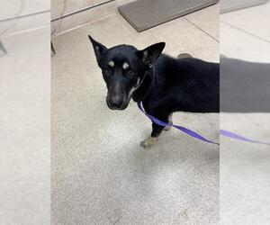 Medium Photo #1 German Shepherd Dog Puppy For Sale in Riverside, CA, USA