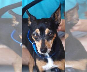 Miniature Pinscher Dogs for adoption in Carrollton, TX, USA