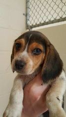 Beagle Dogs for adoption in Matthews, NC, USA