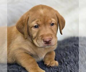 Labrador Retriever Dogs for adoption in San Diego, CA, USA