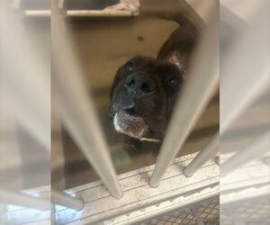 American Pit Bull Terrier-Unknown Mix Dogs for adoption in Stockton, CA, USA