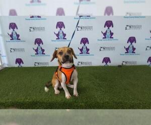 Puggle Dogs for adoption in Orlando, FL, USA
