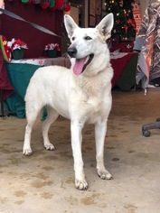 Medium Photo #1 German Shepherd Dog Puppy For Sale in GREENEVILLE, TN, USA