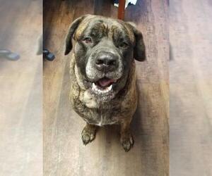 Mastiff Dogs for adoption in Lewistown, PA, USA