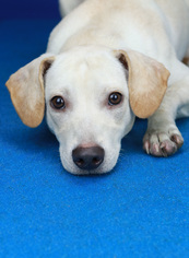 Labrador Retriever Dogs for adoption in Tupelo, MS, USA