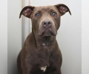 American Staffordshire Terrier-Unknown Mix Dogs for adoption in San Antonio, TX, USA