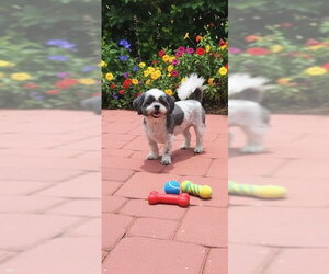 Shih Tzu Dogs for adoption in Weston, FL, USA