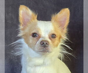 Chihuahua-Unknown Mix Dogs for adoption in Albuquerque, NM, USA