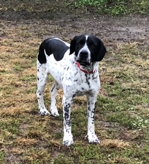 Lab-Pointer Dogs for adoption in Sparta, IL, USA