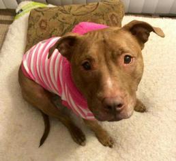 American Pit Bull Terrier Dogs for adoption in Voorhees, NJ, USA