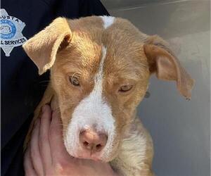 American Pit Bull Terrier-Unknown Mix Dogs for adoption in Augusta, GA, USA