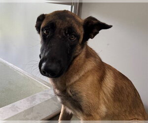 Mutt Dogs for adoption in San Clemente, CA, USA