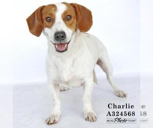 Doxle Dogs for adoption in Conroe, TX, USA