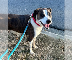 Mountain Cur-Unknown Mix Dogs for adoption in garner, NC, USA