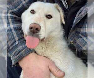 Labrador Retriever Dogs for adoption in Calgary, Alberta, Canada