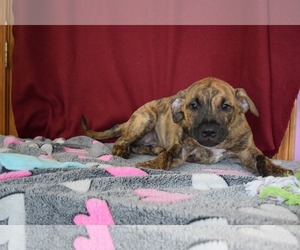 Mastiff Dogs for adoption in Ponca City, OK, USA