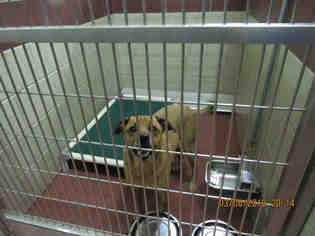 Black Mouth Cur Dogs for adoption in Murfreesboro, TN, USA