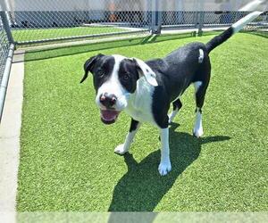American Staffordshire Terrier-Unknown Mix Dogs for adoption in Grand Prairie, TX, USA