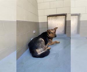 German Shepherd Dog-Unknown Mix Dogs for adoption in Riverside, CA, USA