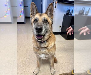 German Shepherd Dog Dogs for adoption in Olathe, KS, USA