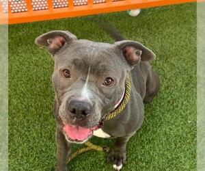 American Bulldog-Unknown Mix Dogs for adoption in Las Vegas, NV, USA