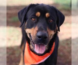 Rottweiler-Unknown Mix Dogs for adoption in San Antonio, TX, USA