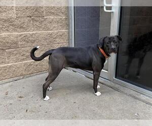 American Pit Bull Terrier-Unknown Mix Dogs for adoption in Aurora, IL, USA