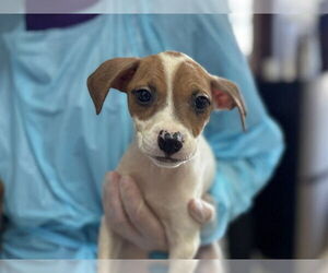 Mutt Dogs for adoption in Raleigh, NC, USA