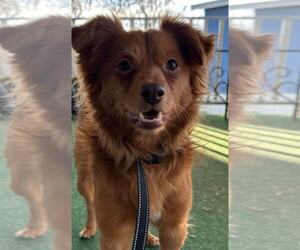 Mutt Dogs for adoption in MIDWAY, UT, USA