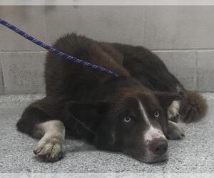 Siberian Husky-Unknown Mix Dogs for adoption in Conroe, TX, USA