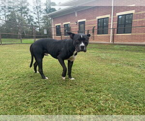 American Pit Bull Terrier Dogs for adoption in Grovetown, GA, USA