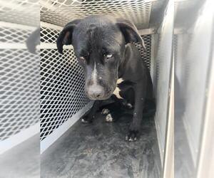 American Pit Bull Terrier Dogs for adoption in Bakersfield, CA, USA