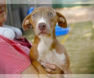 American Pit Bull Terrier-Unknown Mix Dogs for adoption in Tallahassee, FL, USA