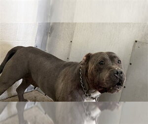 Mutt Dogs for adoption in San Bernardino, CA, USA
