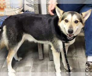 Huskies -Unknown Mix Dogs for adoption in Ellijay, GA, USA