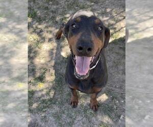 Doberman Pinscher-Unknown Mix Dogs for adoption in Riverside, CA, USA