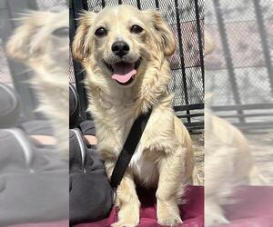 Chihuahua Dogs for adoption in Redlands, CA, USA