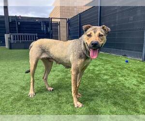 Chinese Shar-Pei-German Shepherd Dog Mix Dogs for adoption in Orange, CA, USA