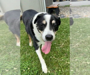 Australian Shepherd-Unknown Mix Dogs for adoption in La Porte, IN, USA