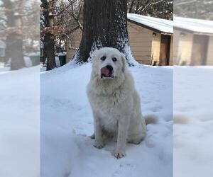 Great Pyrenees Dogs for adoption in Minneapolis, MN, USA