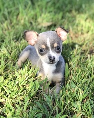 Chihuahua Dogs for adoption in Camp Hill, PA, USA