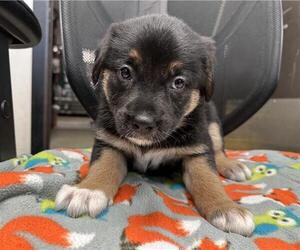 Mutt Dogs for adoption in Stockton, CA, USA