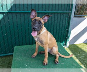 Mutt Dogs for adoption in Pasadena, CA, USA