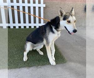 German Shepherd Dog-Unknown Mix Dogs for adoption in Modesto, CA, USA