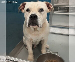 American Bulldog-Unknown Mix Dogs for adoption in Oklahoma City, OK, USA