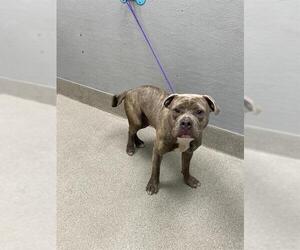American Pit Bull Terrier-Unknown Mix Dogs for adoption in Las Vegas, NV, USA