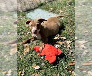 American Pit Bull Terrier-Unknown Mix Dogs for adoption in Texas City, TX, USA