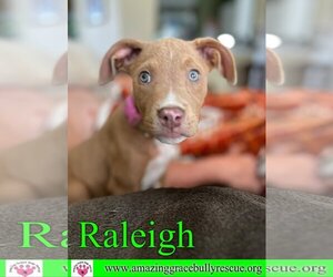 American Pit Bull Terrier-Unknown Mix Dogs for adoption in Pensacola, FL, USA