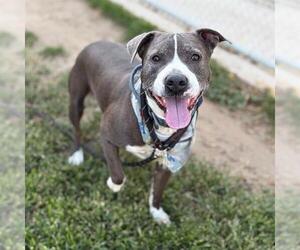 Mutt Dogs for adoption in Modesto, CA, USA