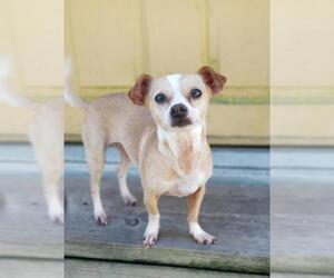 Chihuahua Dogs for adoption in Thonotosassa, FL, USA